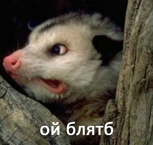 млекопитающее животное рыло