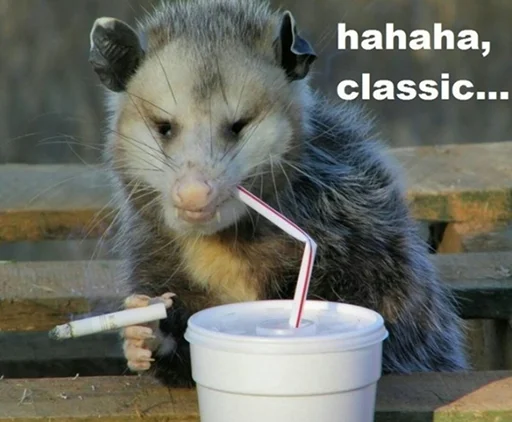 млекопитающее животное земля