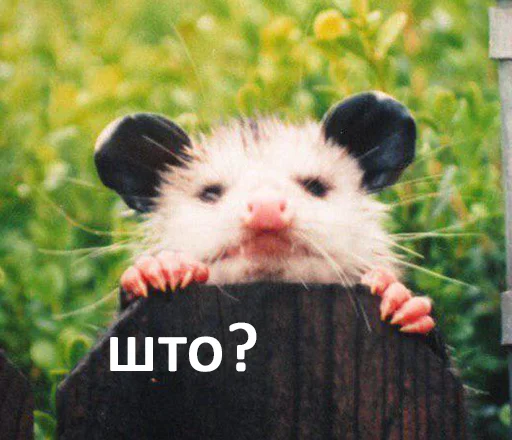 животное млекопитающее на открытом воздухе