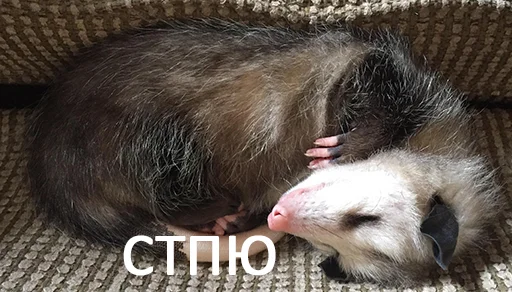 животное млекопитающее хорек