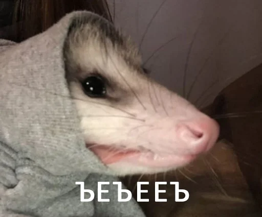 животное млекопитающее хорек