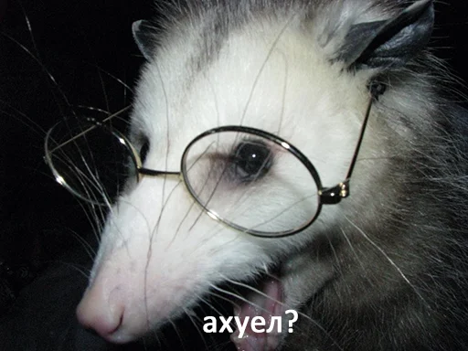 млекопитающее мех животное