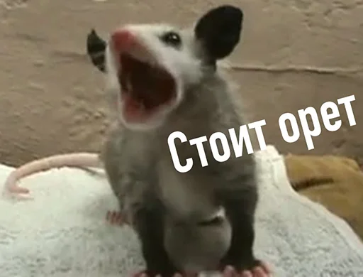 животное млекопитающее СМС