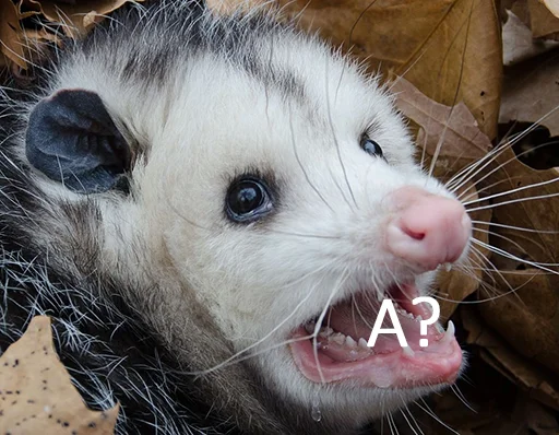 млекопитающее животное рыло