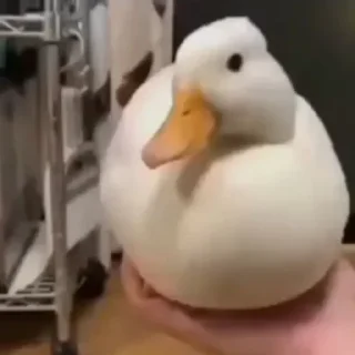 Стикер Больше стиков тут: @stikery4 - 1