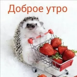 Стикер OWp_IrbQRM - 11