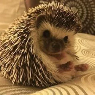 Sticker Избранные • @sticbot - 3