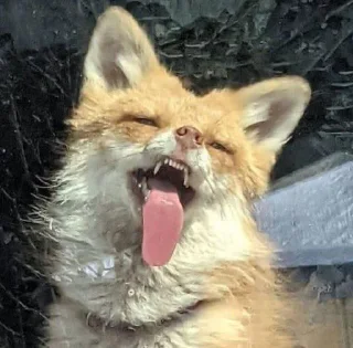 Sticker Избранные • @sticbot - 4