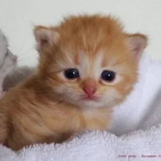 Sticker Больше стиков тут: @stikery4 - 10