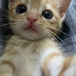 Sticker Больше стиков тут: @stikery4 - 7