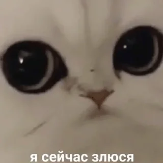 Стикер Стики 0839 из @Anonymnyi_chat_bot - 4