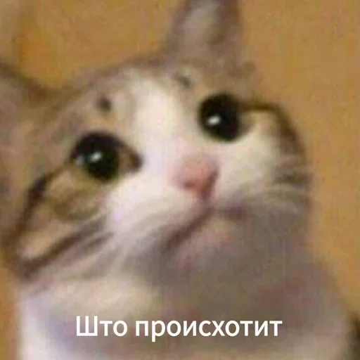 млекопитающее животное кошка