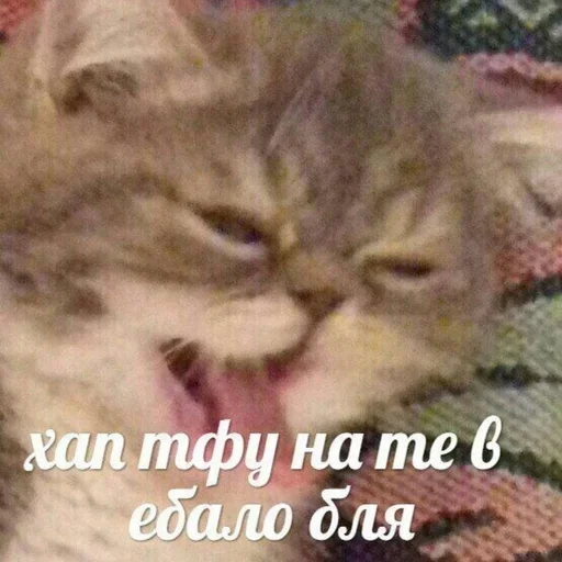 млекопитающее животное кошка