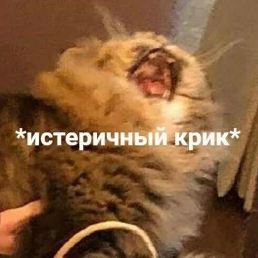 мех животное СМС