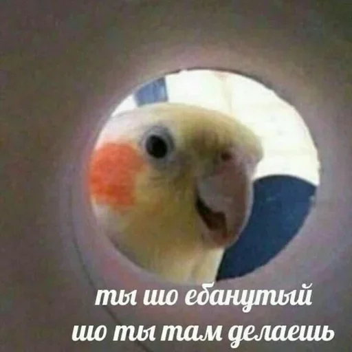 животное попугай птица