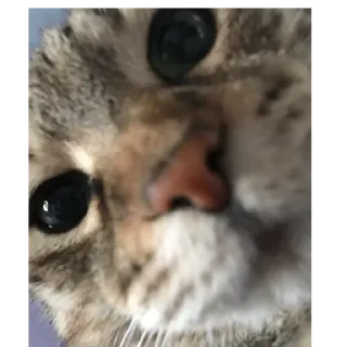 Стикер Оала - 0