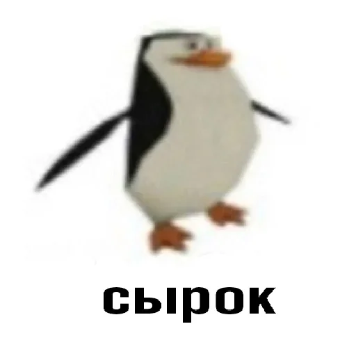 aquatic bird bird animal