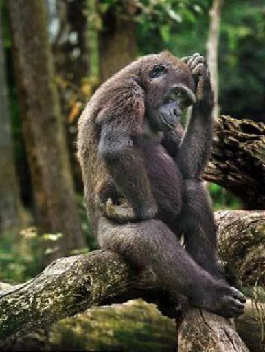 Стикер Антипельмени - 5