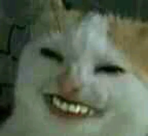 млекопитающее кошка мех