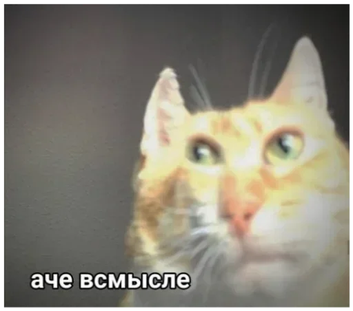 животное млекопитающее кошка