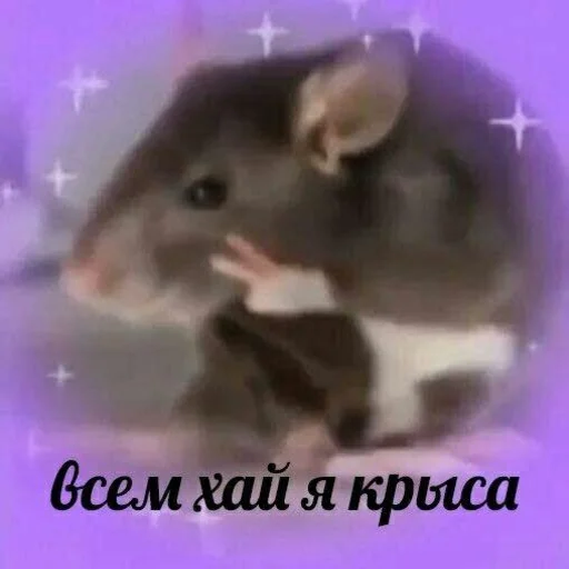 животное млекопитающее грызун