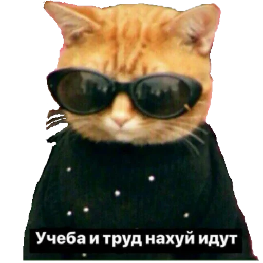 кошки малого и среднего размера солнечные очки кошачьи