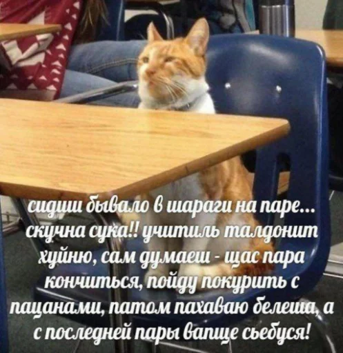 СМС мебель кошки малого и среднего размера