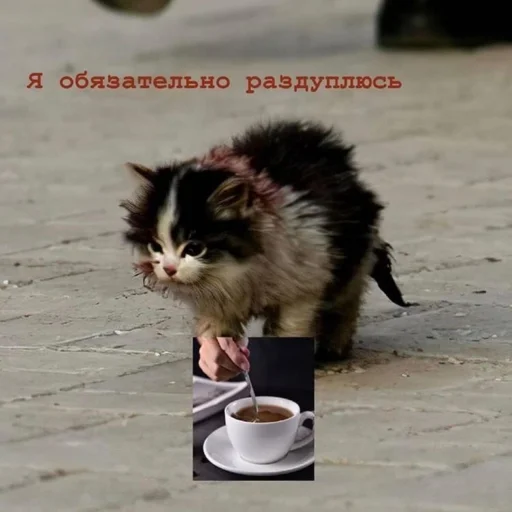 животное кошка земля