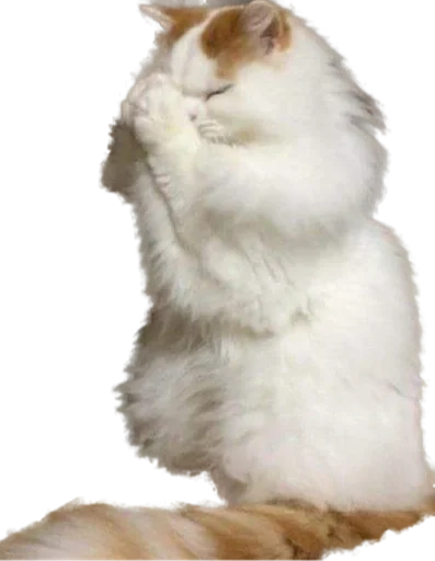 животное млекопитающее домашняя кошка