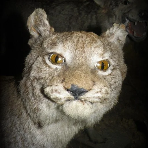 животное млекопитающее кошка