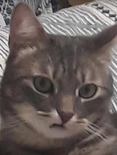 кошка животное млекопитающее