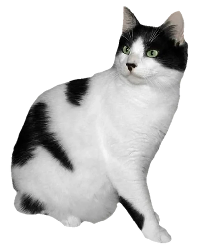 animal domestic cat mammal