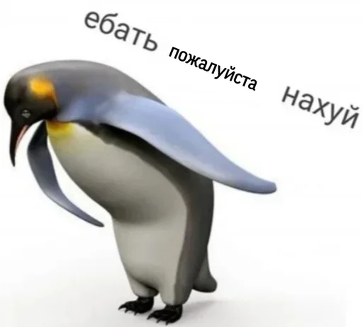 animal aquatic bird bird