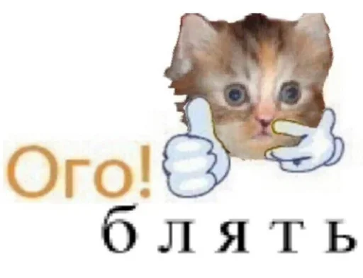 mammal text domestic cat