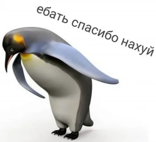 animal bird aquatic bird