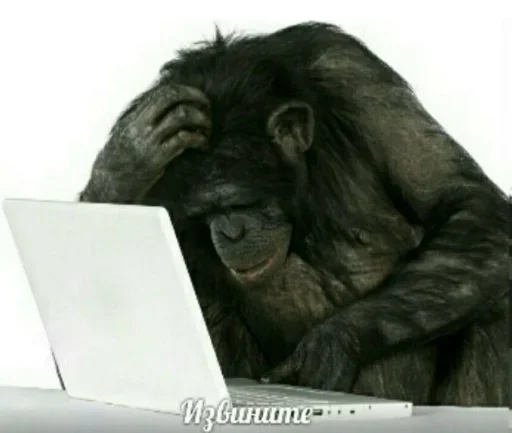 mammal animal primate