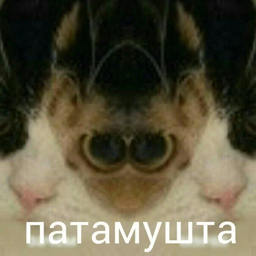 СМС животное млекопитающее