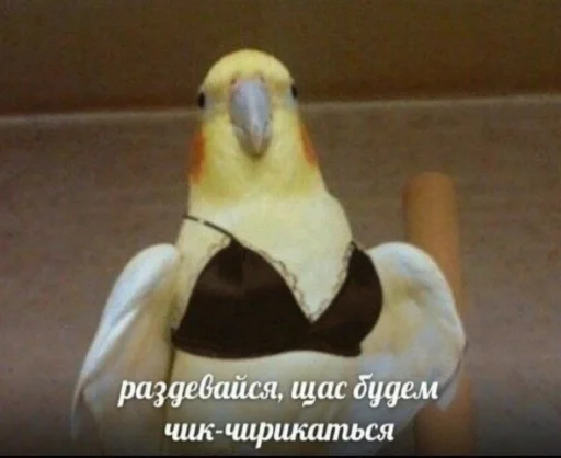 животное птица попугай