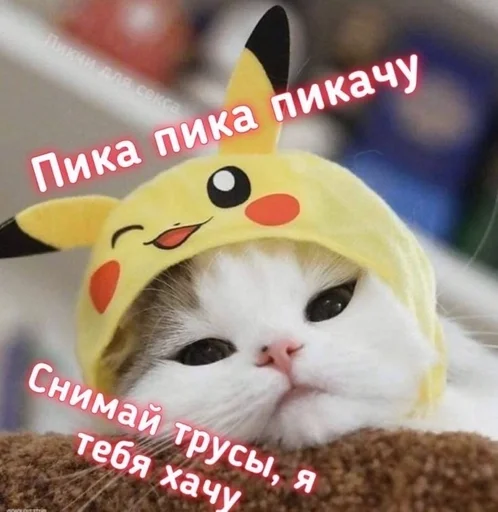 cat small to medium-sized cats felidae