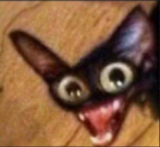 животное котёнок млекопитающее