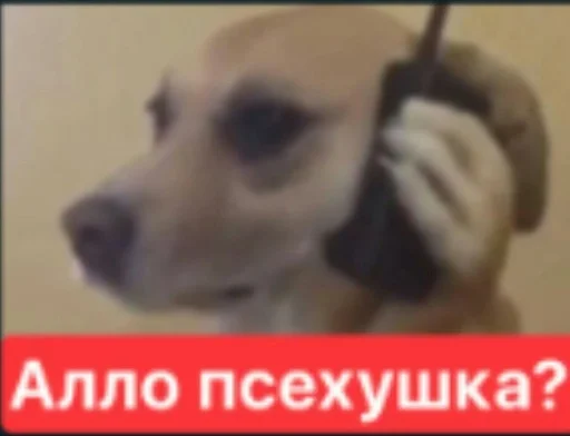 порода собак домашнее животное животное