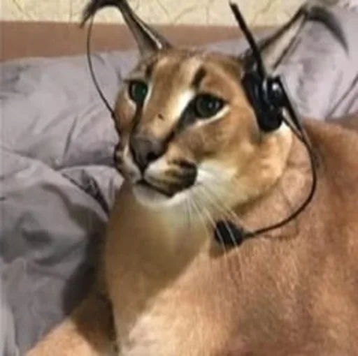 Sticker OetVgD_by_stickers_stealer_bot - 1