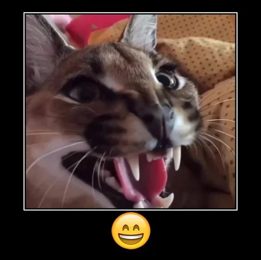 Sticker OetVgD_by_stickers_stealer_bot - 1