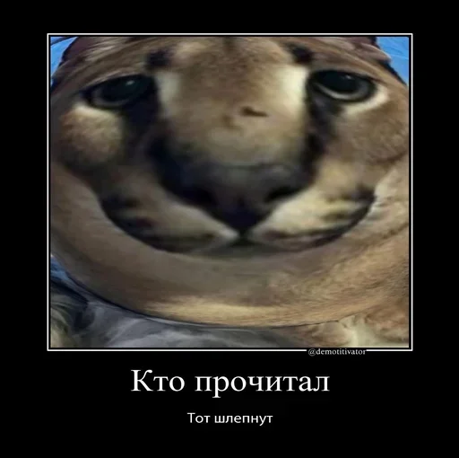 Sticker OetVgD_by_stickers_stealer_bot - 1