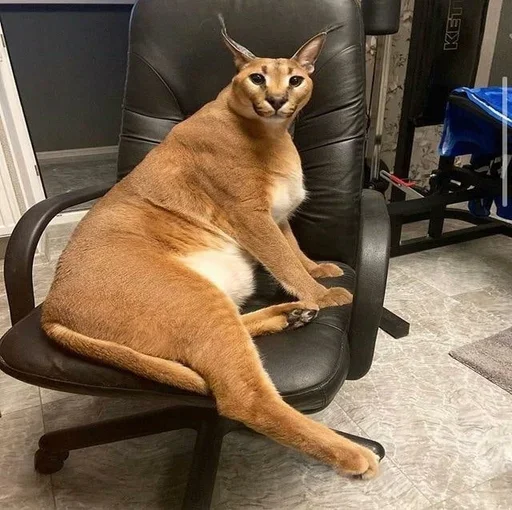 Sticker OetVgD_by_stickers_stealer_bot - 1