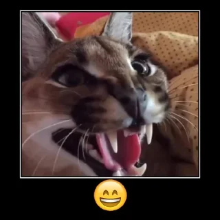 Стикер Больше стиков тут: @stikiin - 8