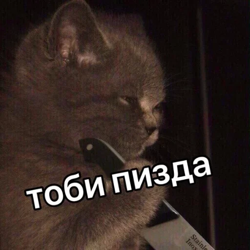 млекопитающее кошки малого и среднего размера животное