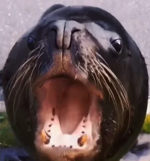 Стикер Больше стикеров 👉🏻 @stickertg4 - 4