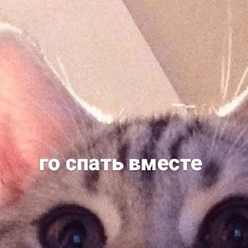 o(〃＾▽＾〃)o - СМС