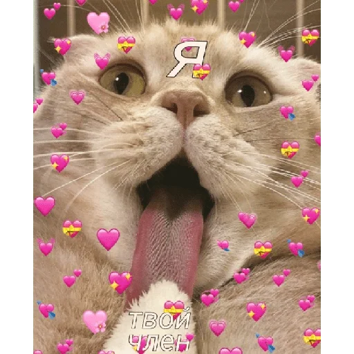 млекопитающее домашняя кошка животное